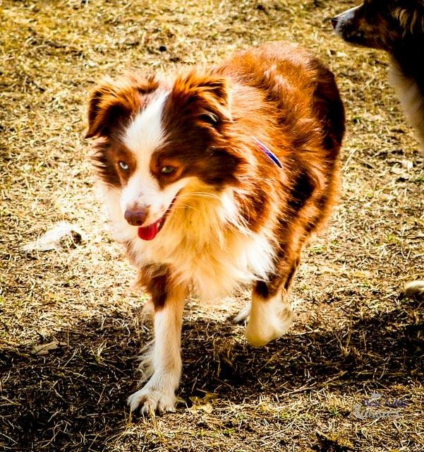 tinker toy aussies