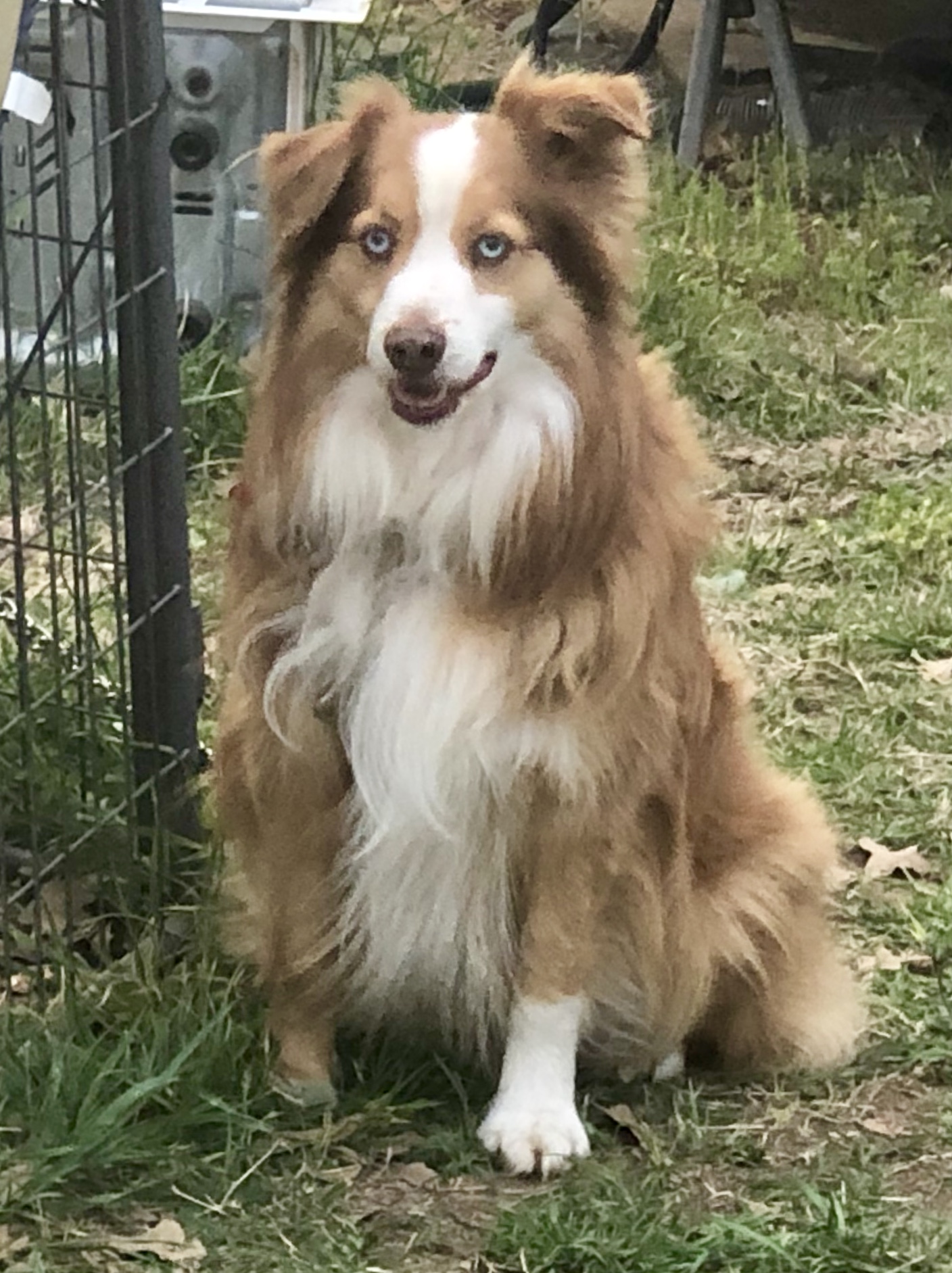 flying h toy and mini aussies