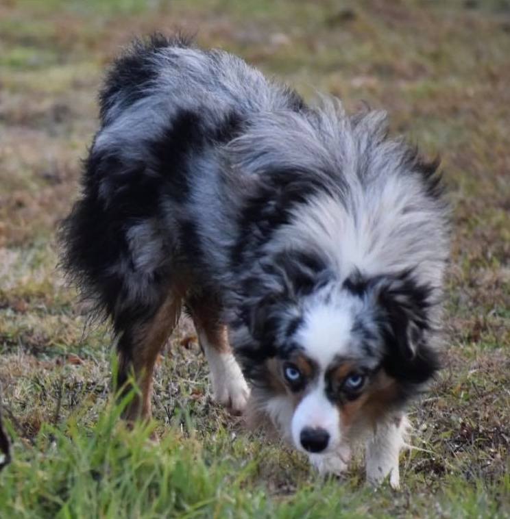 tinker toy aussies